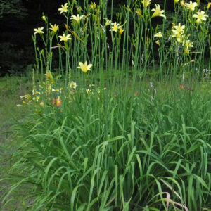 H. citrina vespertina hybrids (VT)