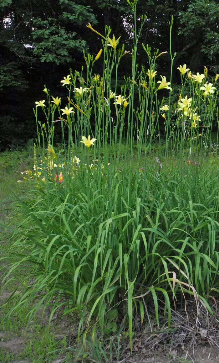H. citrina vespertina hybrids (VT)