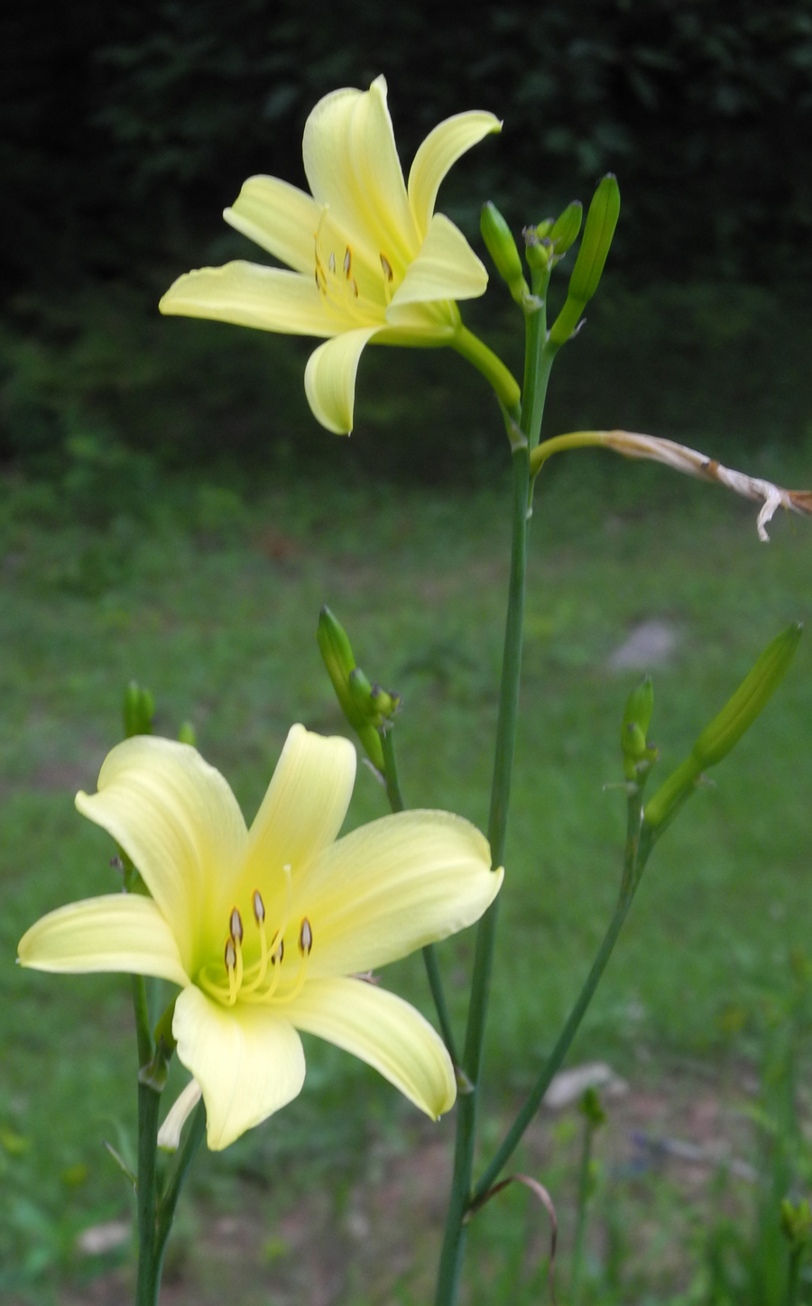 H. citrina vespertina hybrids (VT)