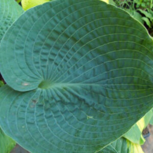 Hosta Big Daddy