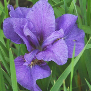 Iris siberica PURPLE PROSE