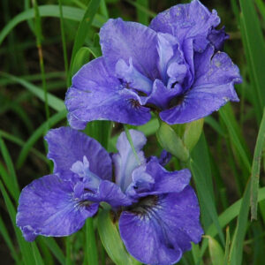 Iris siberica JUST BECAUSE