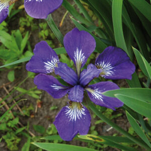 Iris  BABY SISTER