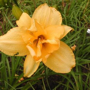 DOUBLE DAFFODIL