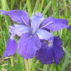 Iris siberica BLUE BURGEE