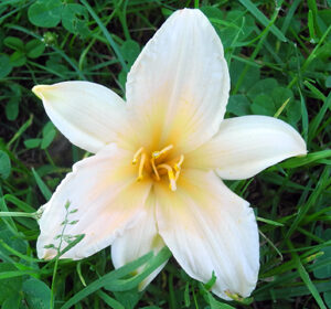 OLALLIE MARGARET J (8-07)