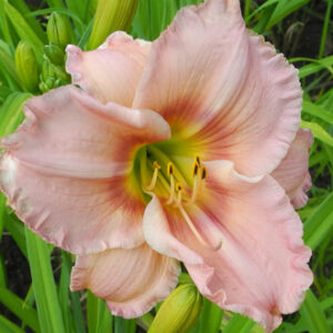 OLALLIE MISS WHITNEY (24-07)