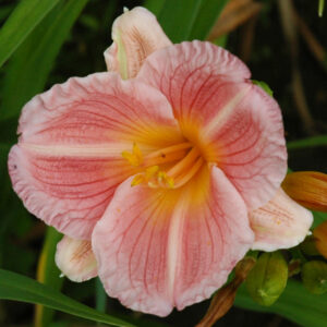 OLALLIE KATHY THE GARDEN GROOMER (32-07)