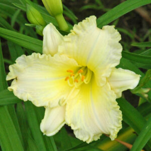 OLALLIE MANDER'S SUMMER SMILE (33-07)