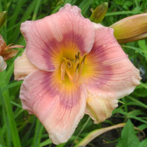 OLALLIE CAMILLA ELIZABETH (47-07)