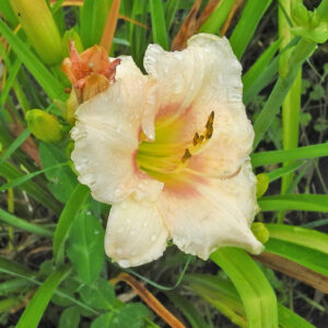 OLALLIE LITTLE MOMO (58-07)