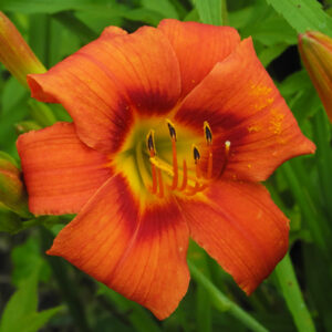 OLALLIE KEITH STONE'S SUNSET(40-09)