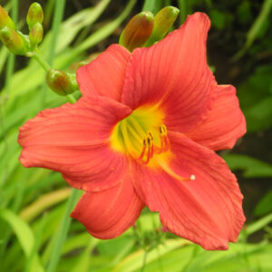 OLALLIE DEBBIE'S DREAM (42-09)