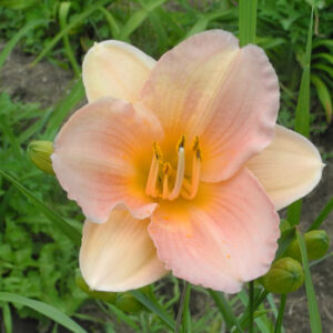 OLALLIE NIFFER'S PRIDE (04-12)