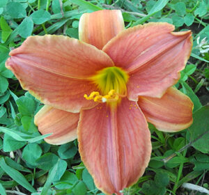 OLALLIE PORTER ASH (34-09)