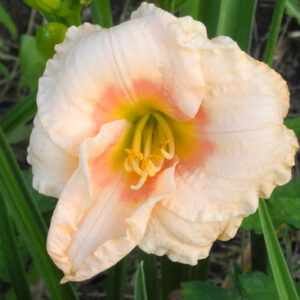 OLALLIE EMMA'S GRACE (JB-1-2-2018)
