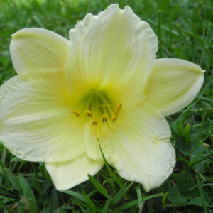 OLALLIE MARTHA'S MAGIC (28-13)
