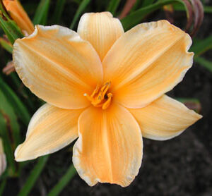 GOLD 'N GOLD (VT)