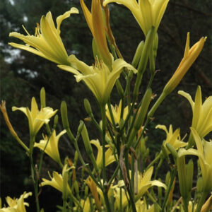 H. altissima