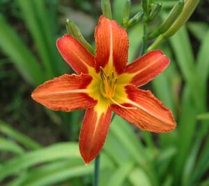 H. fulva