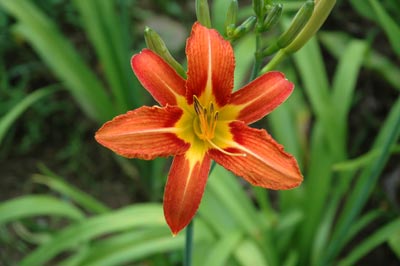 H. fulva