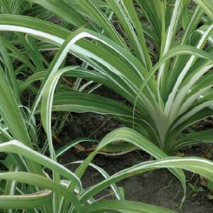H. fulva 'Kwanso' varieg.