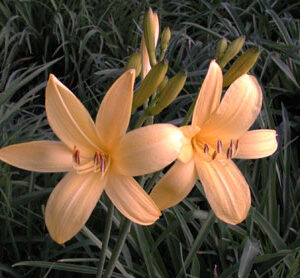 H. lilioasphodelus (flava)