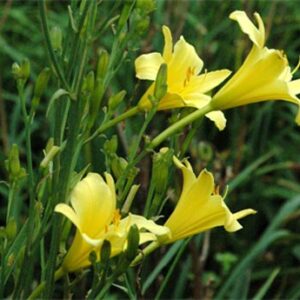 H. multiflora