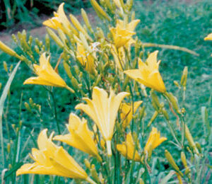 H. multiflora type