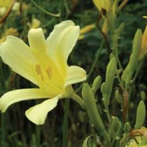 H. citrina thunbergii