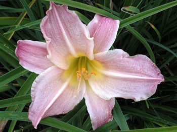 AUBERGINE BLUSH (VT)