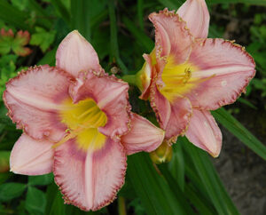 LAVENDER ARISTOCRAT
