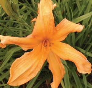 LILY DACHE