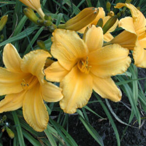 OLALLIE ALLYSON
