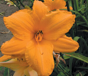 OLALLIE BETTY