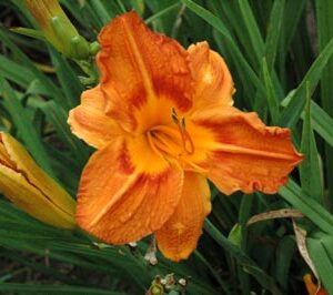 OLALLIE CHRISTOPHER