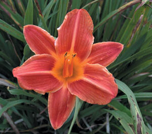 OLALLIE GOLD RIM