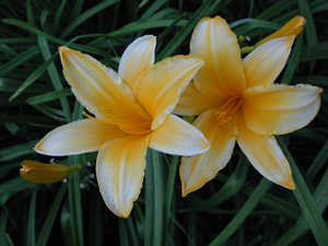 OLALLIE ORANGE