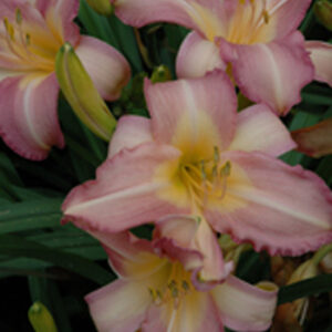 OLALLIE ORCHID