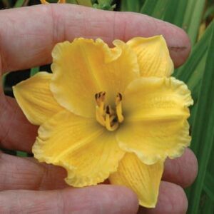OLALLIE PETITE