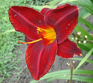 OLALLIE ROYAL VELVET