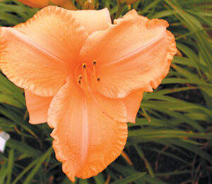 ORANGE NEON (VT)