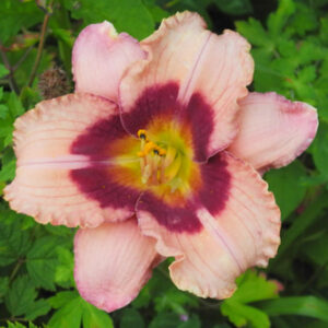 ORCHID CANDY