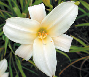 PALE LIGHT (VT)