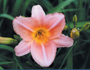 PEACH PINK PETALS (VT)