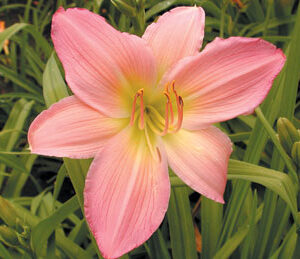 PINK LAVENDER APPEAL