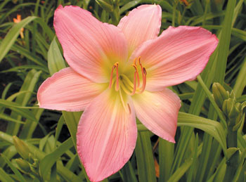 PINK LAVENDER APPEAL