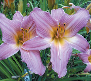OLALLIE dear ALEXINE