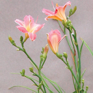 ROUGE BLUSH (VT)
