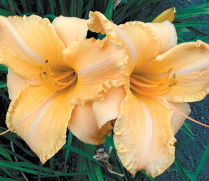 RUFFLED APRICOT